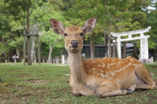 中國遊客餵奈良鹿「大便仙貝」！日本人一招怒反制　母子嚇慘烙跑
