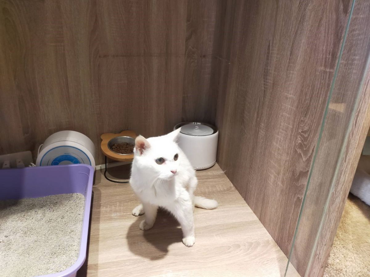 ▲23歲的貓（咪咪）在貓界已是非常高齡，鮮少有這麼長壽，是貓瑞等級。（圖／新北市政府動保處提供）