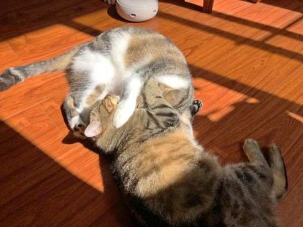 ▲這天兩隻貓在曬太陽互相理毛，沒想到下一秒……（圖／網友林郁濃授權提供）