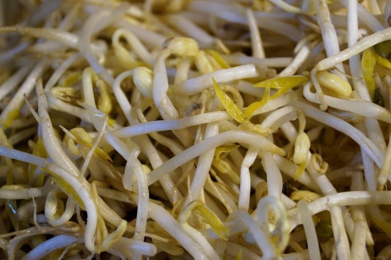 ▲豆芽菜怎麼炒才好吃?內行直指大火、用奶油爆香、起鍋前加米酒以及不能炒太久是美味關鍵。(示意圖/翻攝自Pixabay)