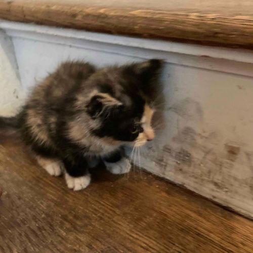 ▲貓貓：以後我就叫安吉莉卡了！（圖／Instagram＠ littlewanderersnyc）