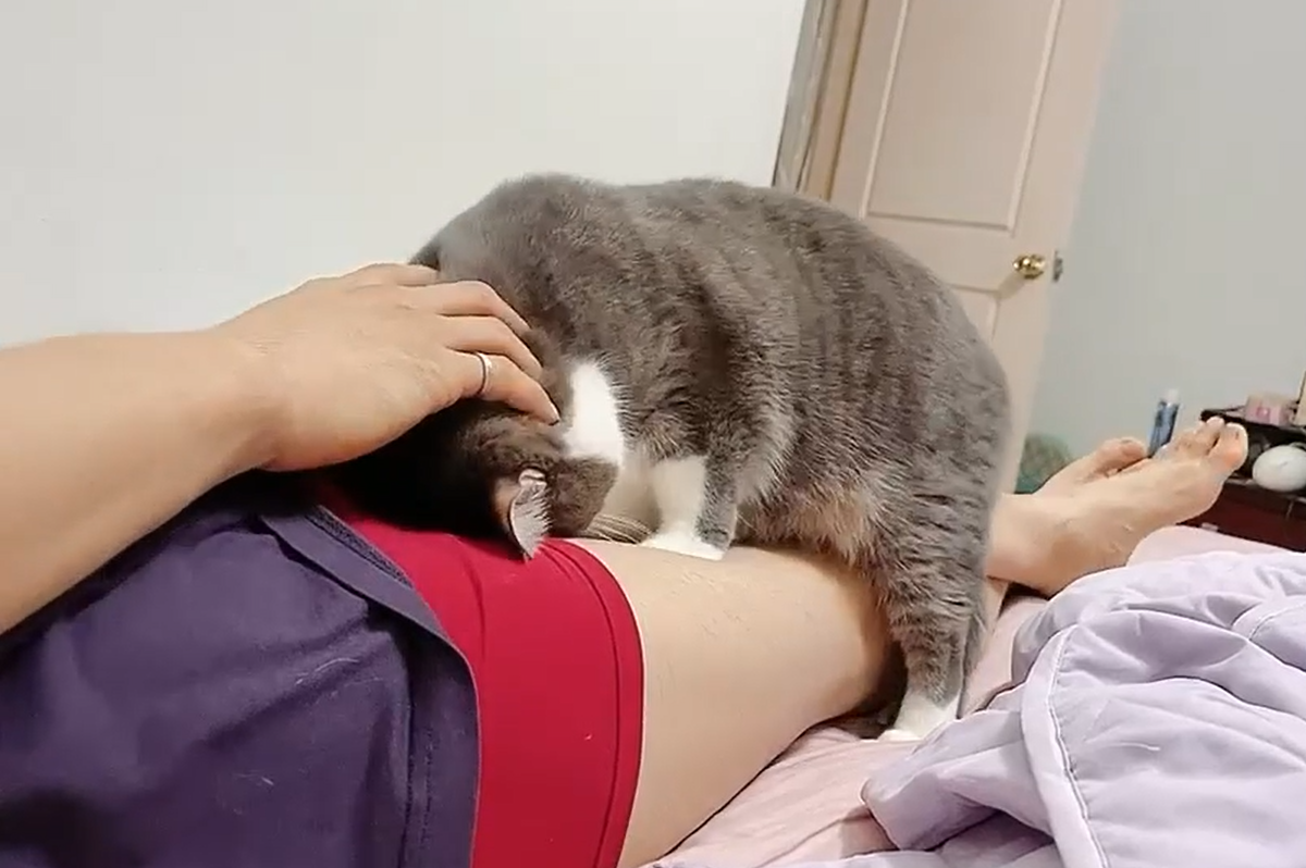 ▲這隻可愛的英國短毛萌貓，沒想到卻被主人撞見臉埋在爸爸的「該邊」，畫面非常搞笑！（圖／IG帳號@mc_cat314授權）