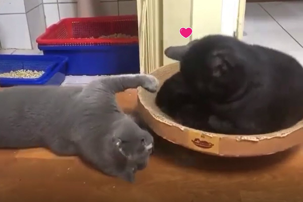 ▲網友Nini家的貓咪將搖搖貓抓盆當「旋轉咖啡杯」。（圖／網友Nini Ml授權提供）