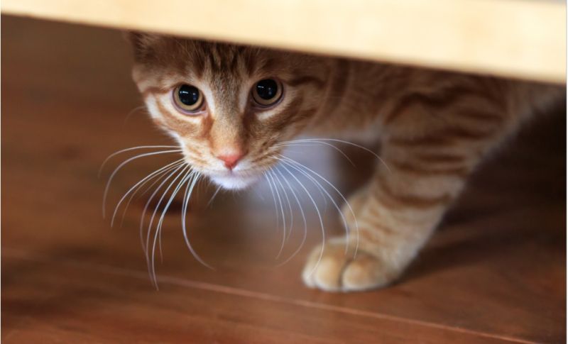 日本怪男殘殺百餘隻貓　網友集體撻伐呼籲加重懲罰
