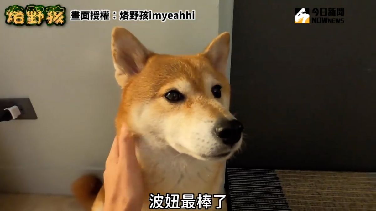 ▲ 萌柴波妞挑戰在家玩捉迷藏，機智反應竟嚇壞主人。（圖／烙野孩imyeahhi  授權）