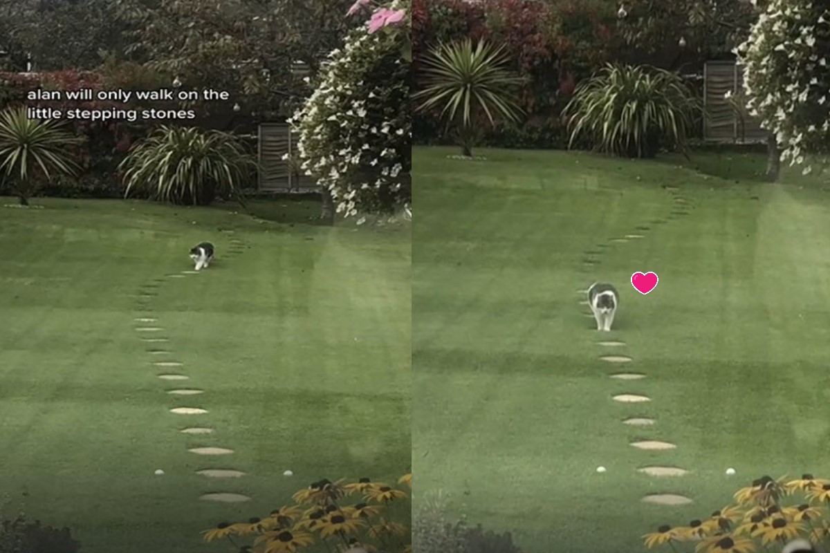 ▲英國一隻貓咪堅持走石板路回家。（影／美聯社 AP+Newsflare授權）