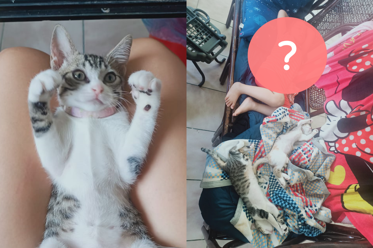 ▲女兒與貓咪睡姿經典重合，乍看就像親姊妹！（圖／網友樂龜龜授權提供）