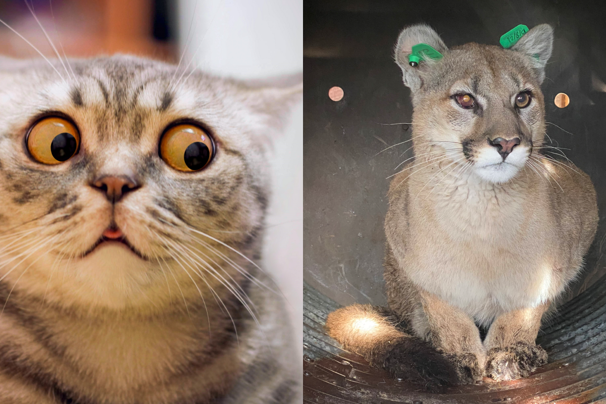 ▲貓咪散步時突然炸毛警示，奴才跟上後發現自家門廊有美洲獅！（圖／Twitter＠ CPW_NE+Shutterstock）