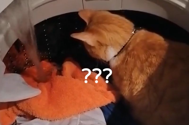 ▲洗衣機正在放水，橘貓卻仍坐在原地不走！（圖／TiKTok@ maurosalazar2846） 