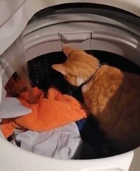 ▲將近10秒鐘的時間動都不動,就頭稍微轉動了30度角。(圖/TiKTok@ maurosalazar2846)