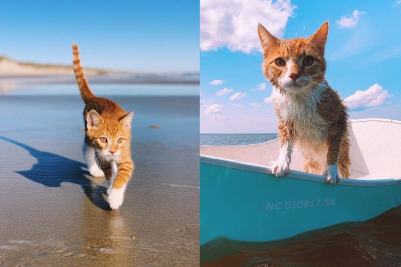 貓星人熱愛游泳搭船出海　自以為是小狗：叫我海灘男孩！
