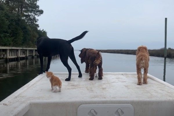 ▲馬林喜歡與狗狗們一起搭船出遊。（圖／YT