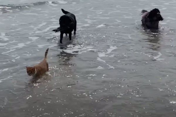 ▲馬林只要看見狗狗們到海邊玩水，牠絕對不落人後！（圖／YT