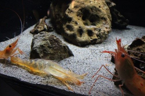 ▲這是眾人熟悉的蝦子樣貌。(中間是脫下來的殼)(圖/Twitter@
