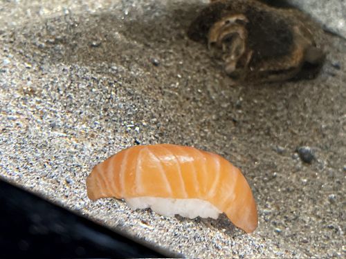 ▲網友將鮭魚握壽司P進圖片,看起來毫無違和感呢!(圖/Twitter@