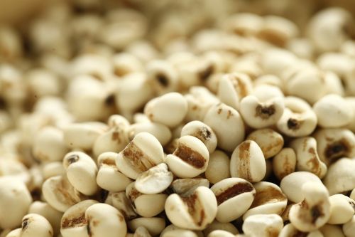 ▲穀雨節氣濕邪容易入侵體內，養生應重「肝」、「脾」保養，多吃薏仁、山藥、黑豆、冬瓜等能健脾除濕的食物。（圖／取自pixabay）