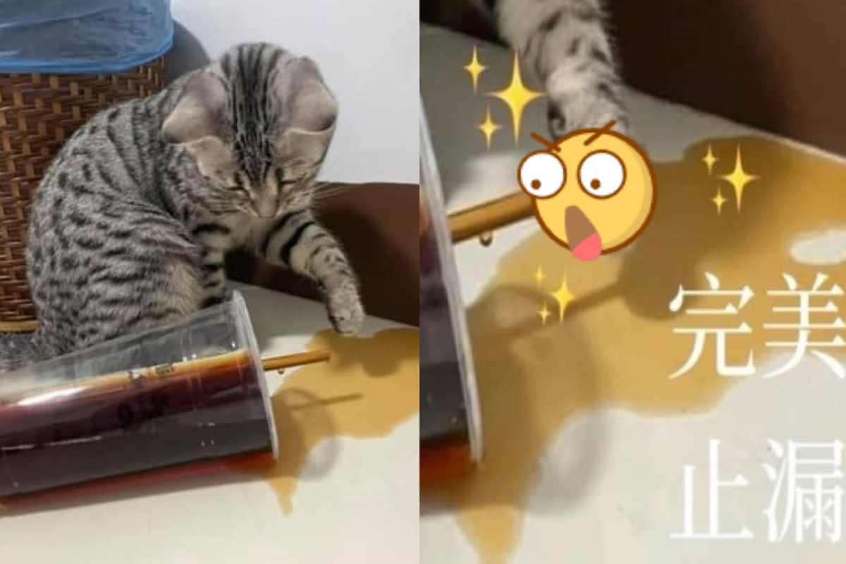 ▲貓咪不小心打翻飲料，竟然伸出肉球「止漏」！（圖／網友沛沛授權提供）