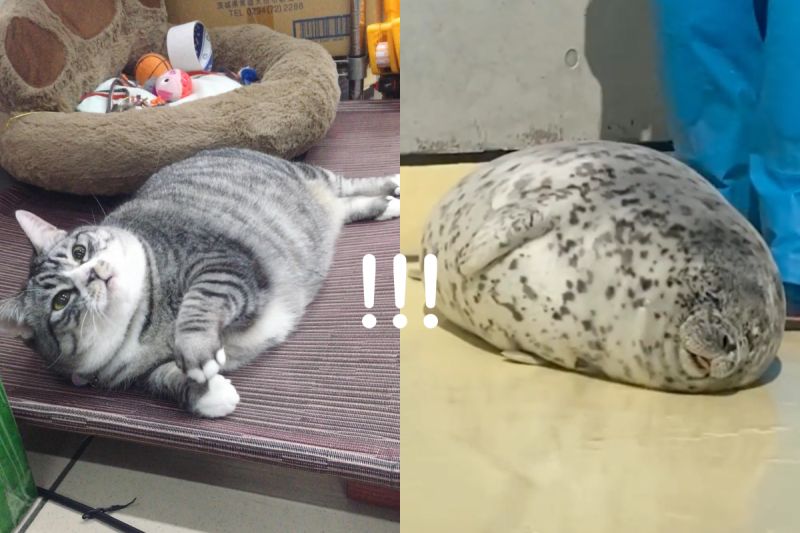 ▲店貓身材圓滾滾，躺在地上的模樣與海豹極度相似。（圖／網友雯子雯子授權提供、Instagram ＠gacchirika）