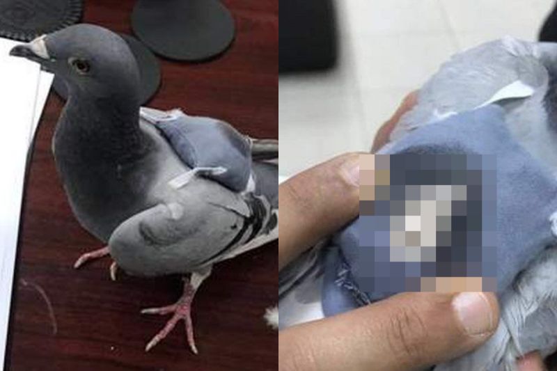 不知情鴿子被利用「做壞事」　網幫求情：牠是無辜的～
