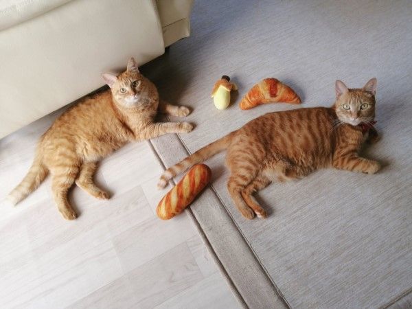 ▲日本一名推主養了兩隻橘貓，分別是4歲的「Yachi」與1歲的「Chiyo」。（圖／twitter帳號ruuiruiruirui）