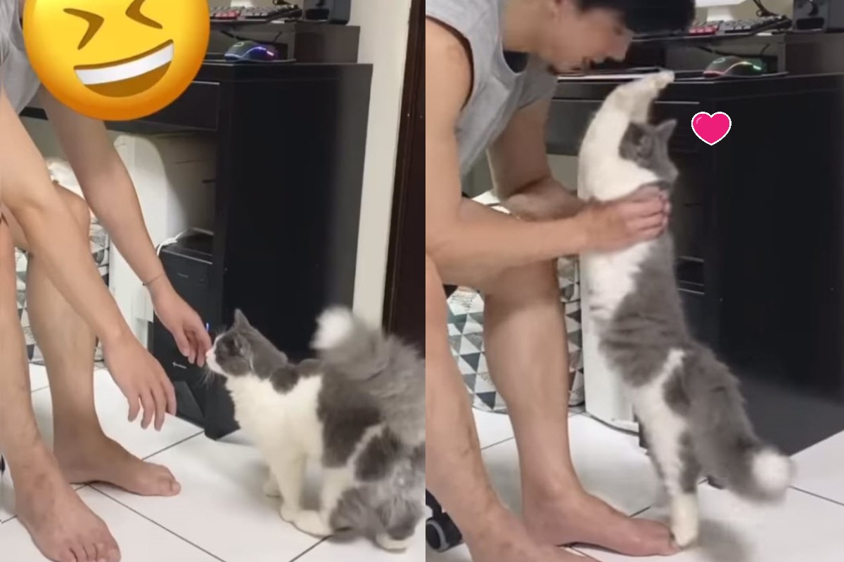 ▲貓咪「Dobby兜比」討抱抱時會「舉手手」，非常可愛！（圖／IG@dobby.woody_life授權提供）