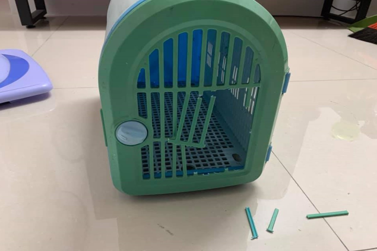 ▲網友陳先生家的運輸籠日前被貓咪一腳踢破，網友驚呼可以去比賽奧運了！（圖／網友陳保杰授權提供）