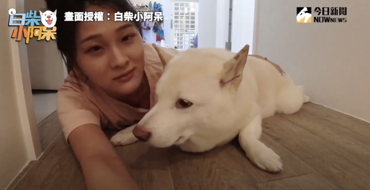 ▲面對主人的歌曲洗腦，白柴要怎麼辦呢。（圖／白柴小阿呆 授權）