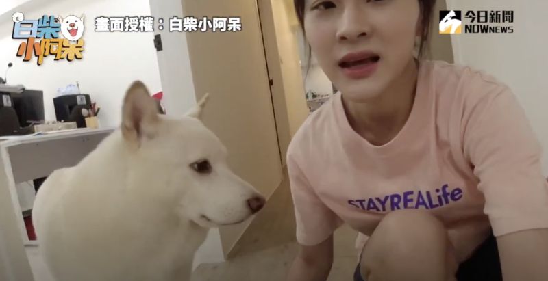 ▲面對主人的歌曲洗腦,白柴要怎麼辦呢。(圖/白柴小阿呆