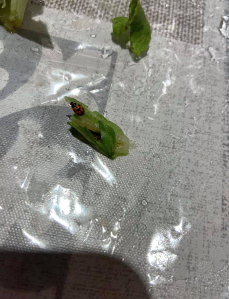 ▲女網友在超市買的大陸妹裡發現一隻「瓢蟲」。（圖／翻攝自《我愛全聯-好物老實說》）