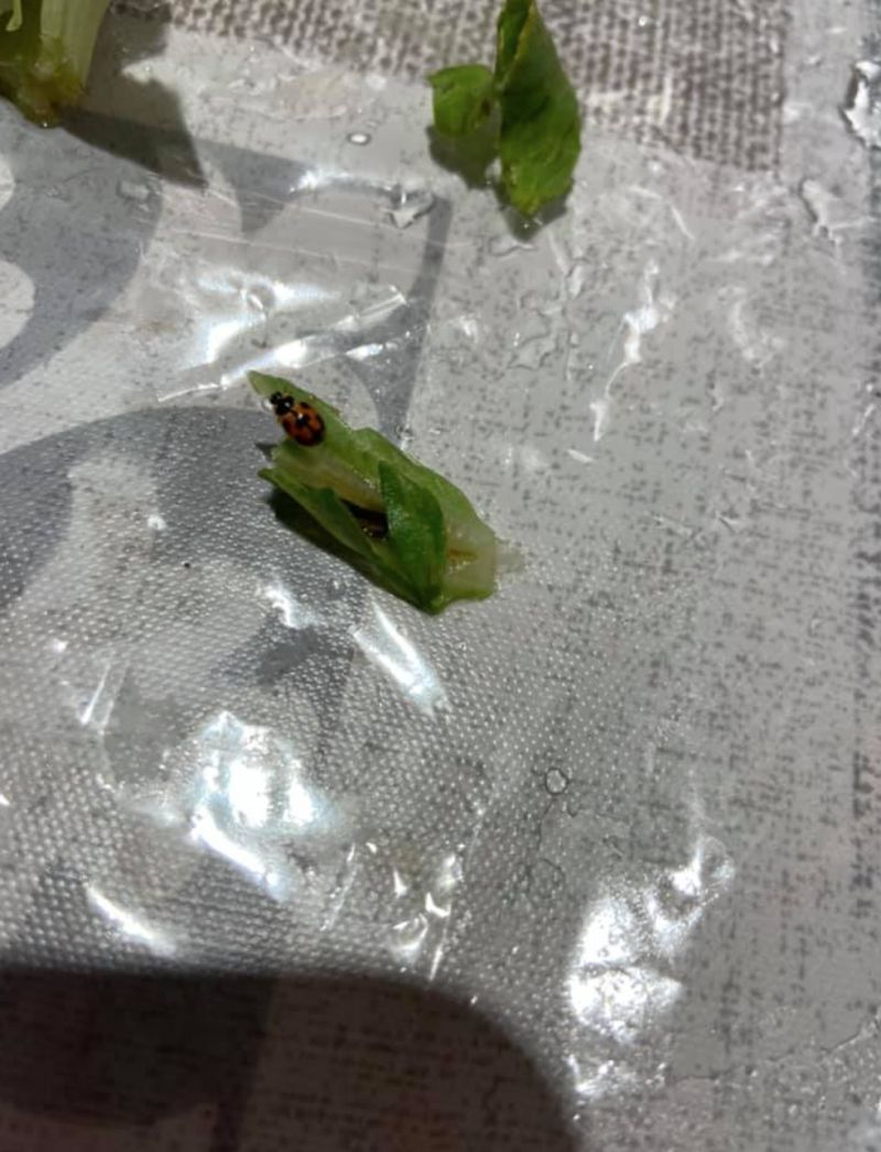 ▲女網友在超市買的大陸妹裡發現一隻「瓢蟲」。(圖/翻攝自《我愛全聯-好物老實說》)