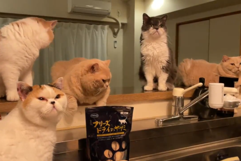一到飯點，貓咪全都擠在廚房中監督奴才做晚餐！（圖／Twitter＠ jirosan77） 