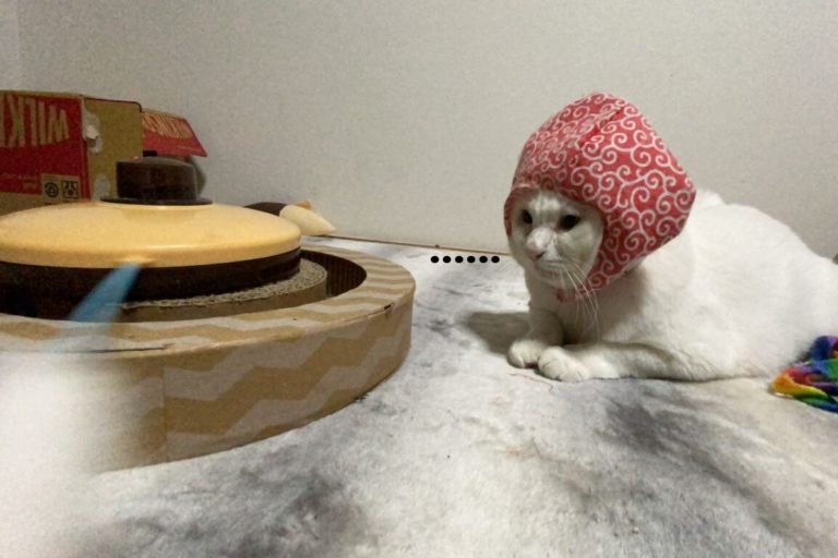 日本一隻白貓看見自動逗貓器的反應把網友都逗笑了！（圖／twitter @nekokamasu）