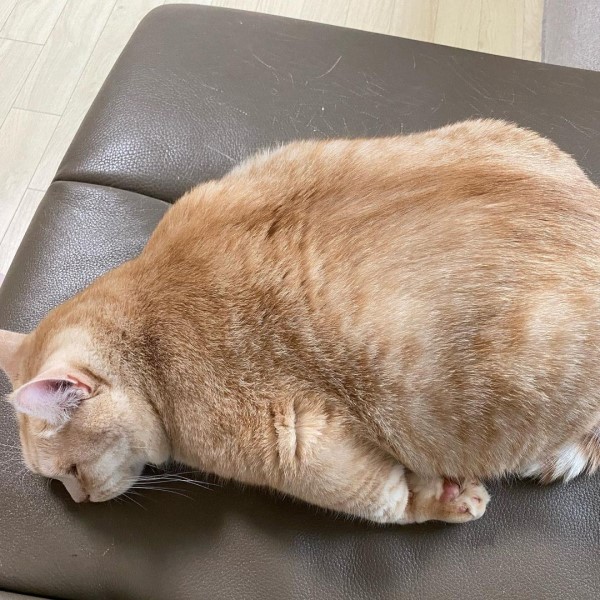 厭世星期一？胖橘學海豹趴臥沙發　一臉耍廢：貓生好累！