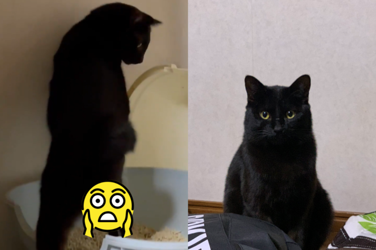 黑貓上貓砂盆竟「站著尿」　網笑歪：怎麼沒抖兩下？
