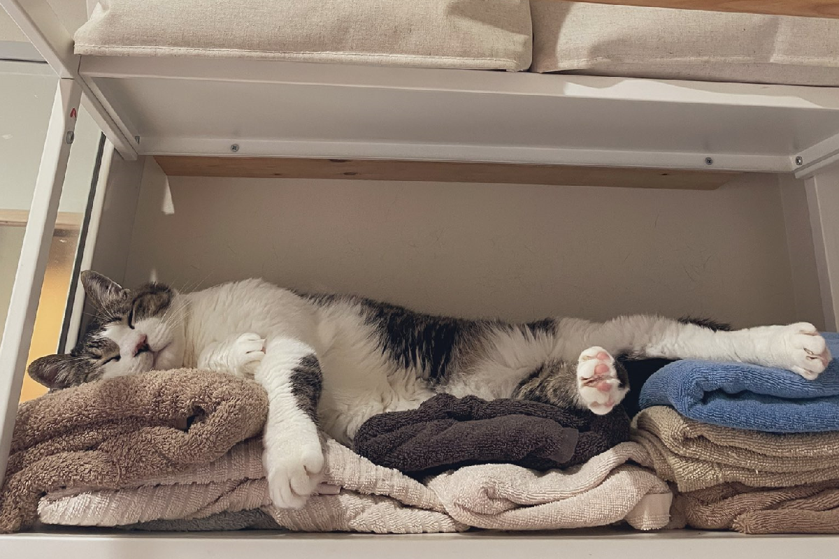 貓咪見洗好的毛巾鋪好，立刻尊體一躺霸佔全部。（圖／Twitter＠ kokonananya ） 