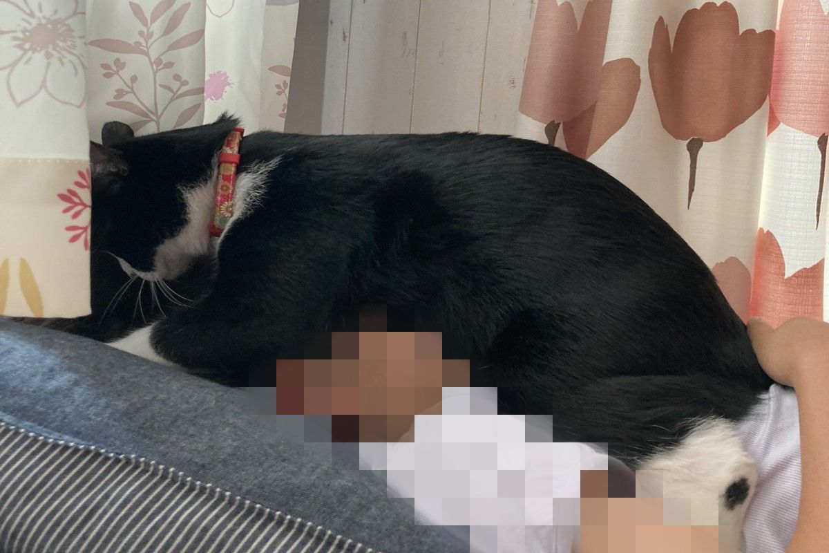 賓士貓「Marumo」日前使出大絕招叫醒賴床的小貓奴！（圖／twitter @neve832225）