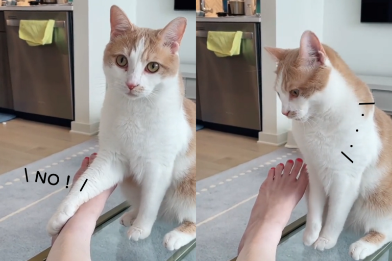 貓咪被提醒停爪　下秒迅速咬上奴才小腿：才不聽呢哼！
