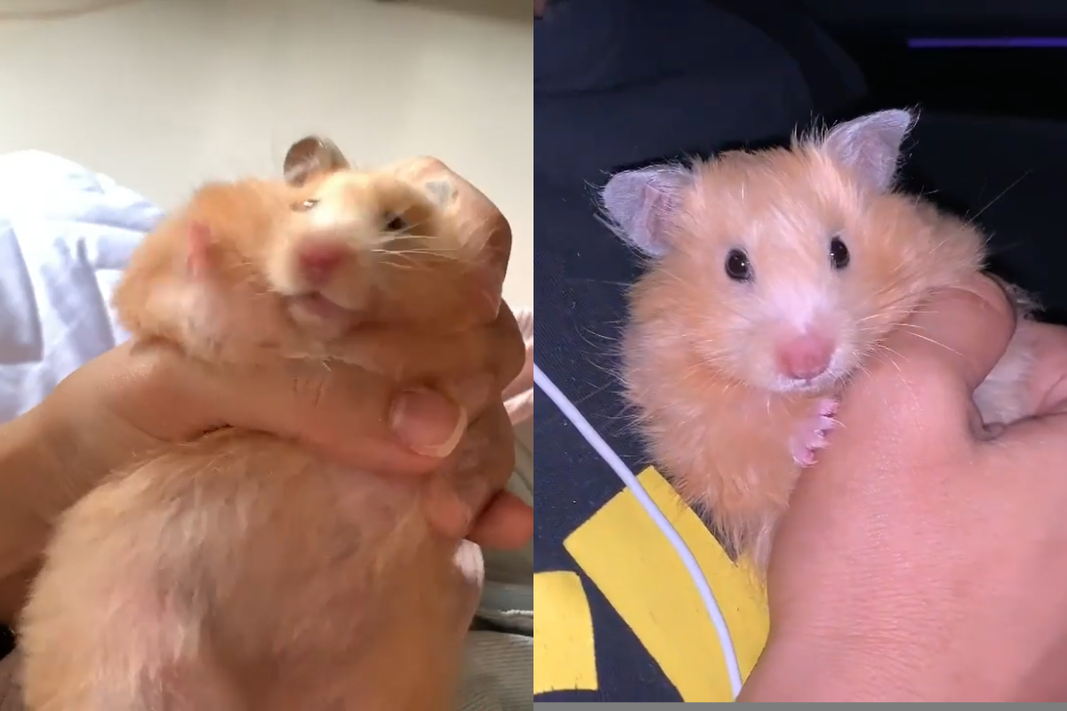 這隻長毛黃金鼠被主人手心抱住，下秒激動「抖肉肉」使勁掙脫！（圖／IG帳號hambunster）