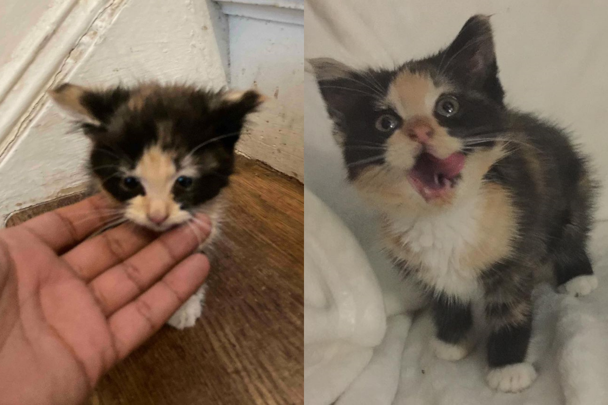 小小浪貓在街頭尋找食物，不小心掉進垃圾桶中爬不出來！（圖／Instagram＠ littlewanderersnyc） 