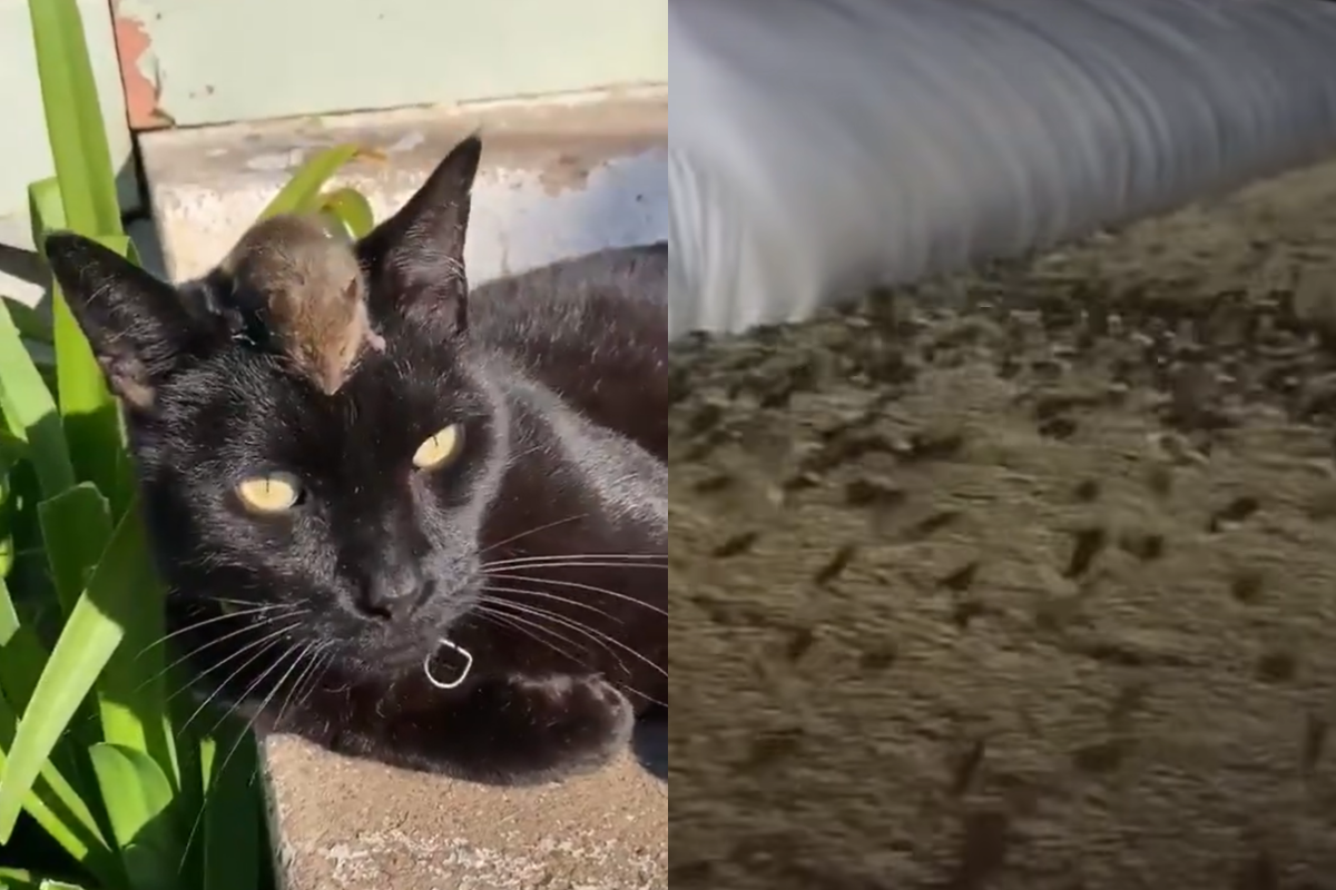 鼠群大肆侵襲澳洲東南部，貓咪也對此狀況無能為力。（圖／Twitter@ LucyThack、Youtube@Guardian Australia） 