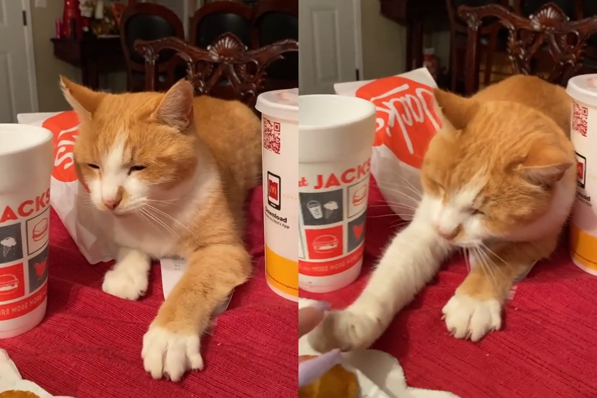 嘴饞橘貓守在雞塊前面，滿臉心虛地觸碰食物，彷彿在跟人類商量給牠一塊。（圖／TiKTok＠ robintorreyy） 