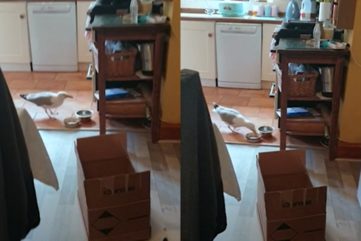 英國民眾在家突然撞見「毛小偷」偷吃貓飼料、當場看傻。（影／美聯社 AP+SWNS授權）