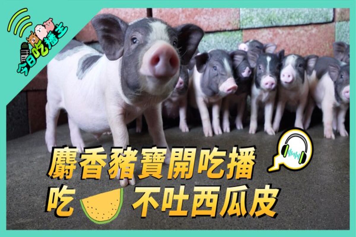 夏天沒胃口的最佳良方，看豬寶寶把西瓜皮吃的一點也不剩。（圖／NOWnews）