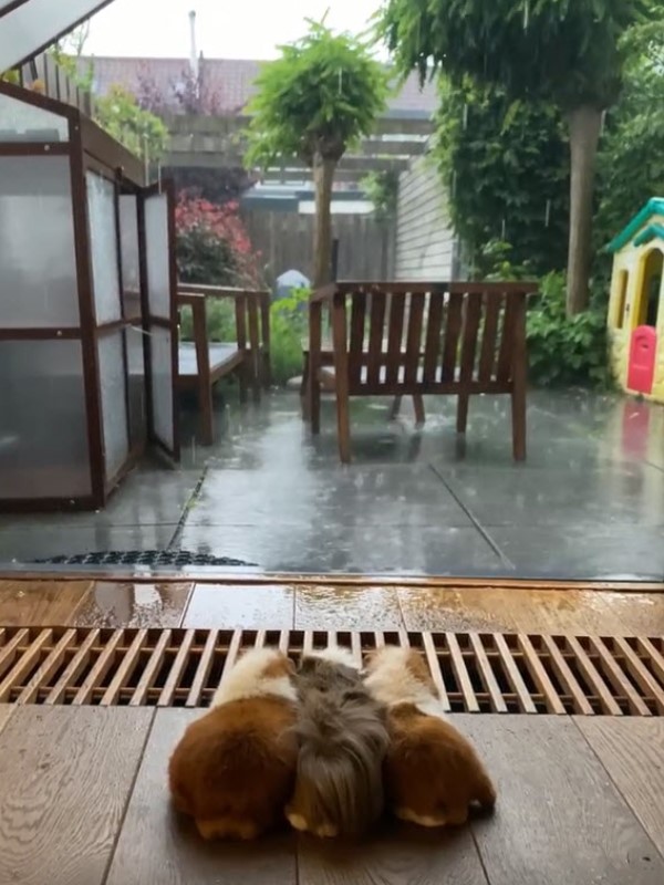 外面下雷雨！三隻天竺鼠擠一起看屋外　網：背影好落寞！