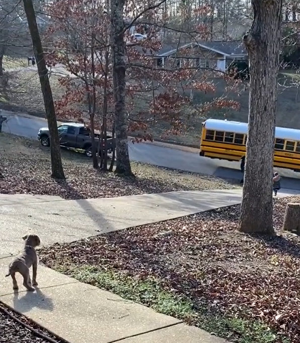 狗狗和媽媽站在走道間，等著小朋友坐校車回家。（圖／TiKTok帳號：elisabethlndsy）