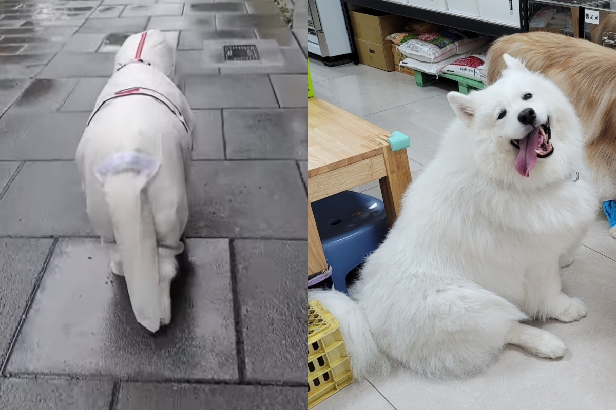 薩摩耶噗優穿著一件對牠來說太緊的雨衣，看起來就像「糯米腸」身材。（圖／FB帳號@雪橇犬麥可噗優和緬因喬鈮喵）