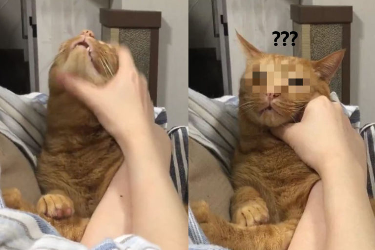 日本一隻橘貓搔癢到一半突然停住，露出相當疑惑的表情。（圖／twitter @__bud）