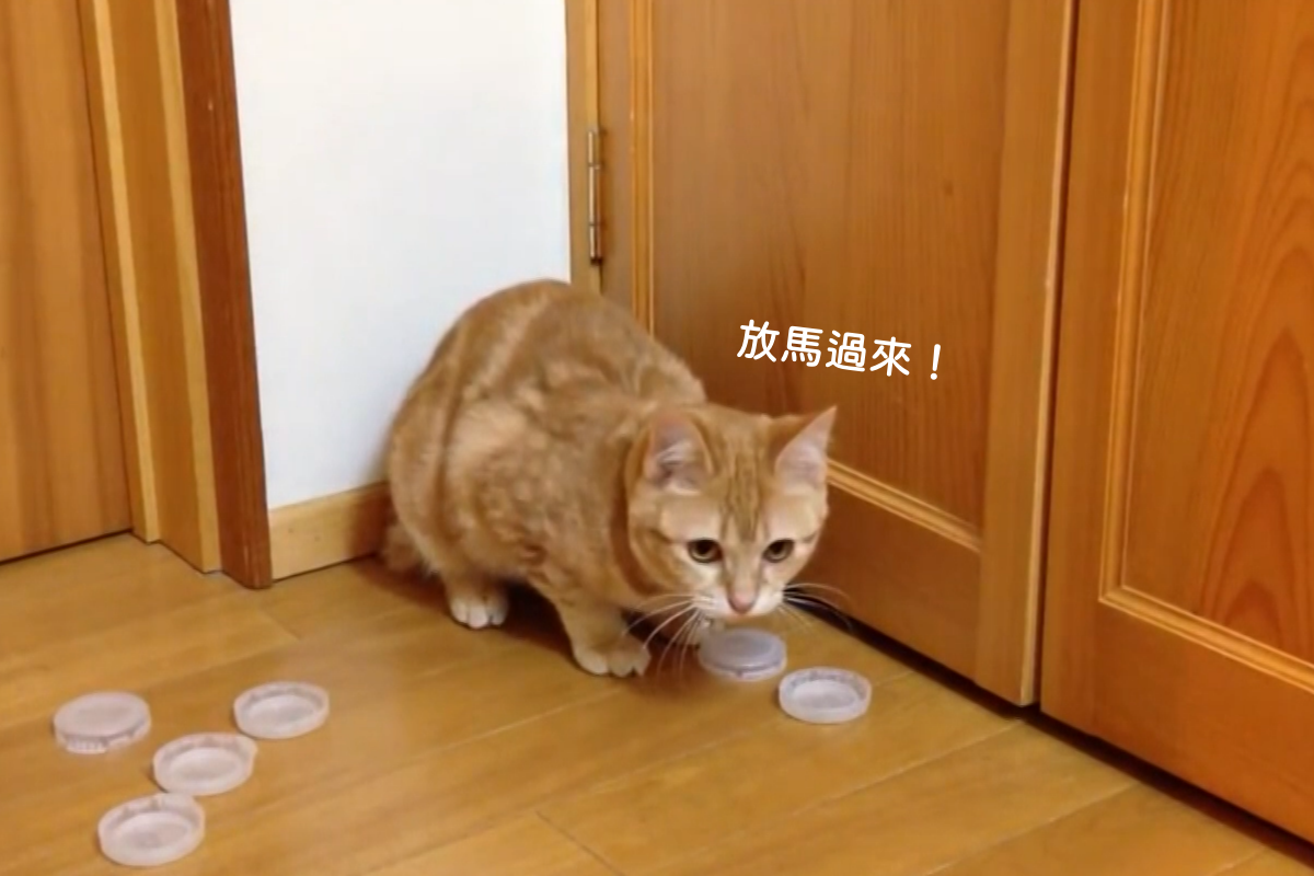 貓咪化身天才捕手，奴才拋去的瓶蓋一個不漏接！（圖／AP+ Jukin Media） 