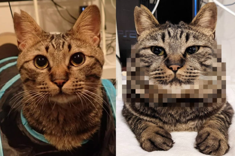 日本一名飼主分享自家虎斑貓飼養一年後的對比照，笑翻網友！（圖／IG帳號arai4129）