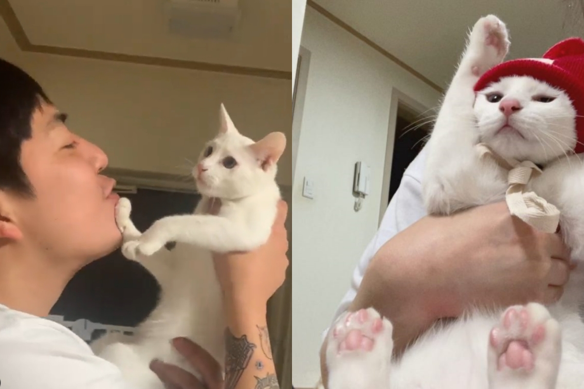 奴詞喝酒後想索吻，白貓滿臉抗拒擋住那張嘴。（圖／Instagram＠ kkobiiiiiiiiiii） 